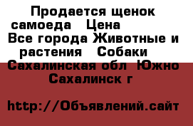 Продается щенок самоеда › Цена ­ 15 000 - Все города Животные и растения » Собаки   . Сахалинская обл.,Южно-Сахалинск г.